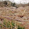 Stipa parviflora