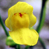 Utricularia exoleta