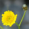 Crepis hierosolymitana