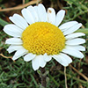 Anthemis haussknechtii