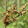 Juncus inflexus