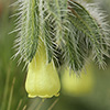 Onosma aleppica