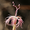 Dianthus sinaicus