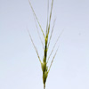 Aegilops  triuncialis