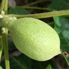 English walnut