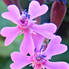 Silene aegyptiaca