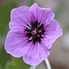 Erodium arborescens