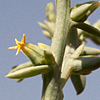 Helothamnus acutifolius