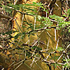 Vachellia xanthophloea