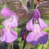 Salvia pinnata