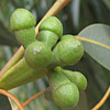 Eucalyptus  gomphocephala
