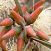 Eucalyptus spathulata