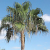 Washingtonia  robusta