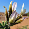 Astragalus schimperi