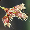 Schoenoplectus litoralis