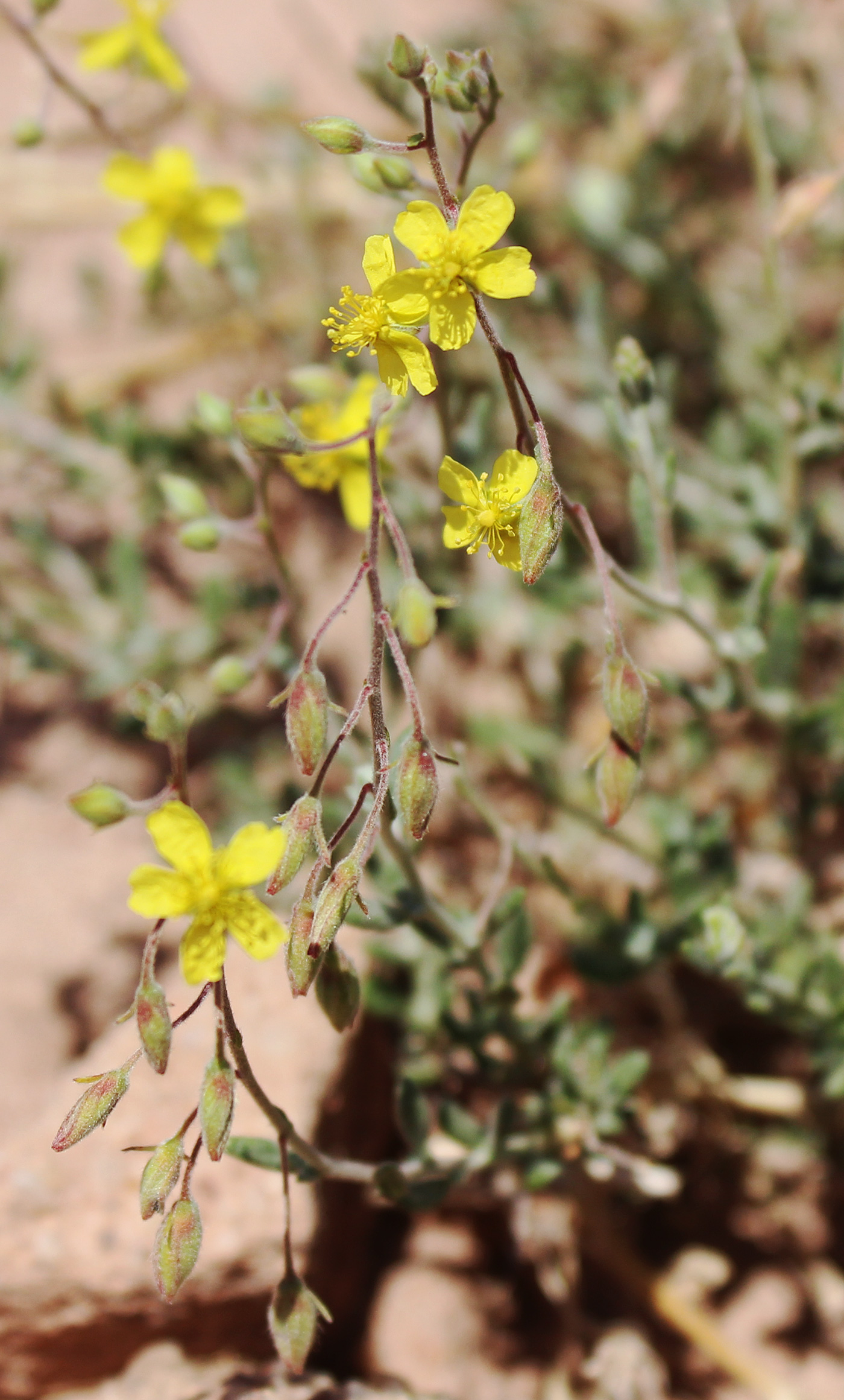 Helianthemum kahiricum