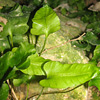 Asplenium sagittatum