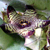 Caralluma europaea