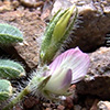 Astragalus eremophilus