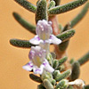 Satureja thymbrifolia