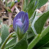 Vicia lathyroides