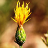 Centaurea ascalonica