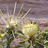 Centaurea sinaica