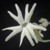 Silene grisea