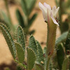 Astragalus hispidulus