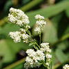 Lepidium latifolium