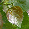 Populus nigra