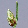 Isolepis cernua