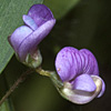 Lathyrus lentiformis