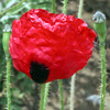 Papaver syriacum