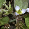 Damasonium polyspermum