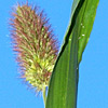 Setaria viridis