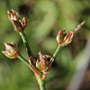 Juncus articulatus