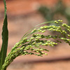 Panicum miliaceum