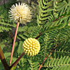 Leucaena leucocephala