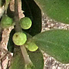 Ficus microcarpa