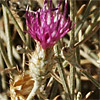 Centaurea damascena