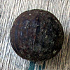 Eastern black walnut 