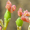 Populus euphratica