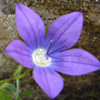 Campanula sidoniensis