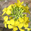 Brassica napus