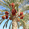 Date Palm 