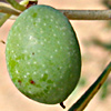 Olea europaea