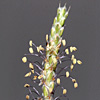 Plantago sabulosa 