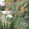 Juncus arabicus