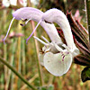 Salvia palaestina